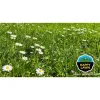 Barenbrug Happy Lawn smeša semena trave i cveća 0.5kg