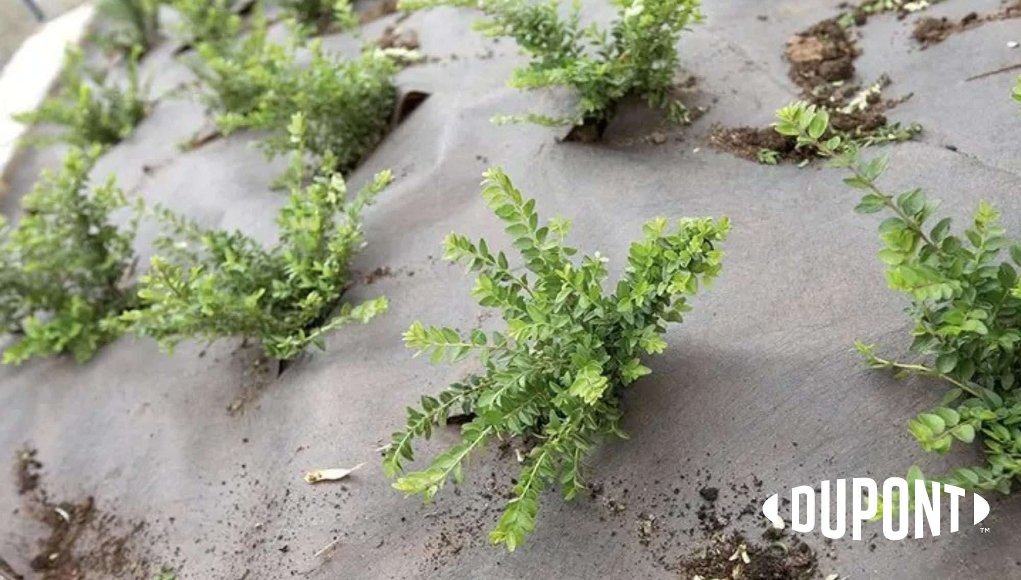 DuPont Plantex Premium agrotekstil prostirka protiv korova