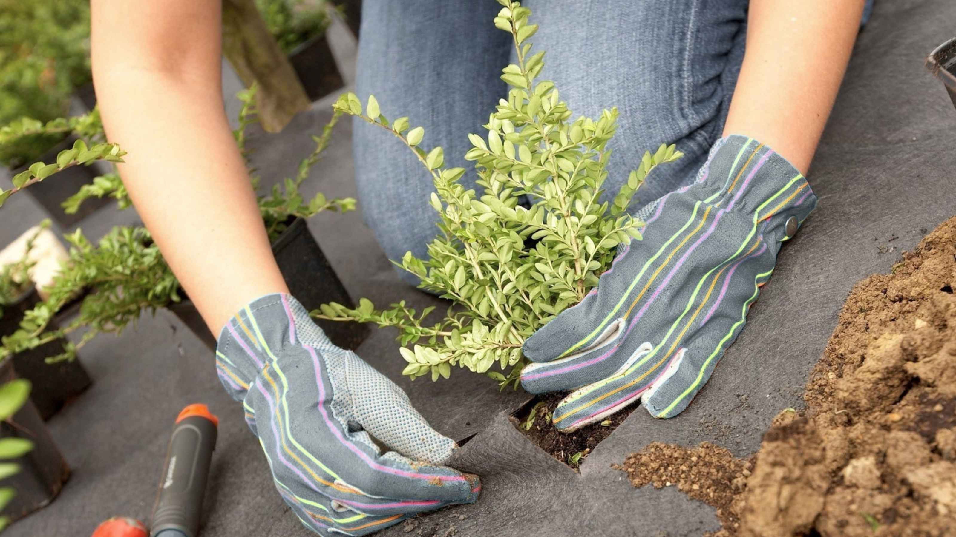 Postavljanje Dupont Plantex Premium agrotekstil prostirke protiv korova