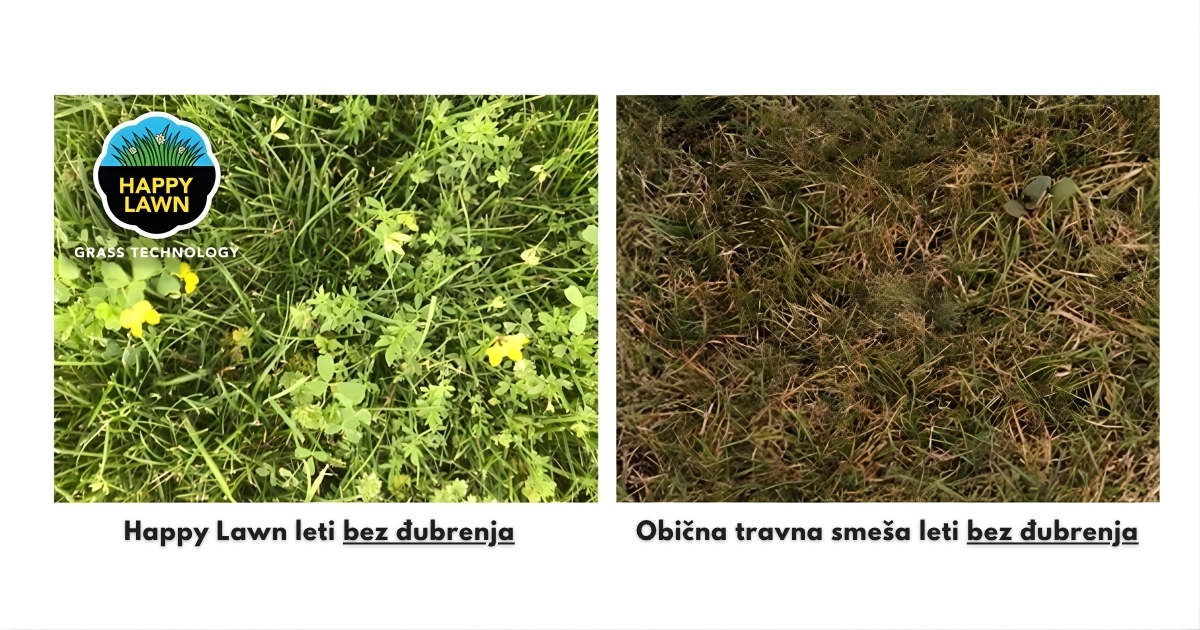 Happy Lawn® – poređenje otpornosti na sušu i bez đubrenja