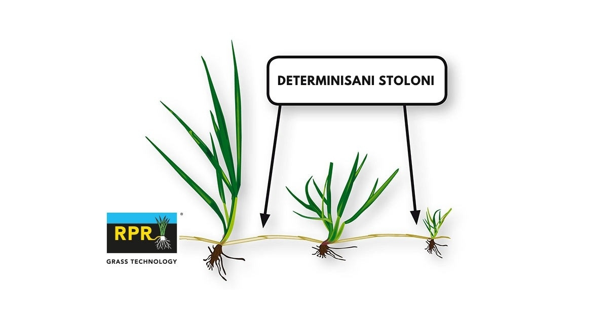 RPR® – horizontalno širenje stolona za otpornost na gaženje