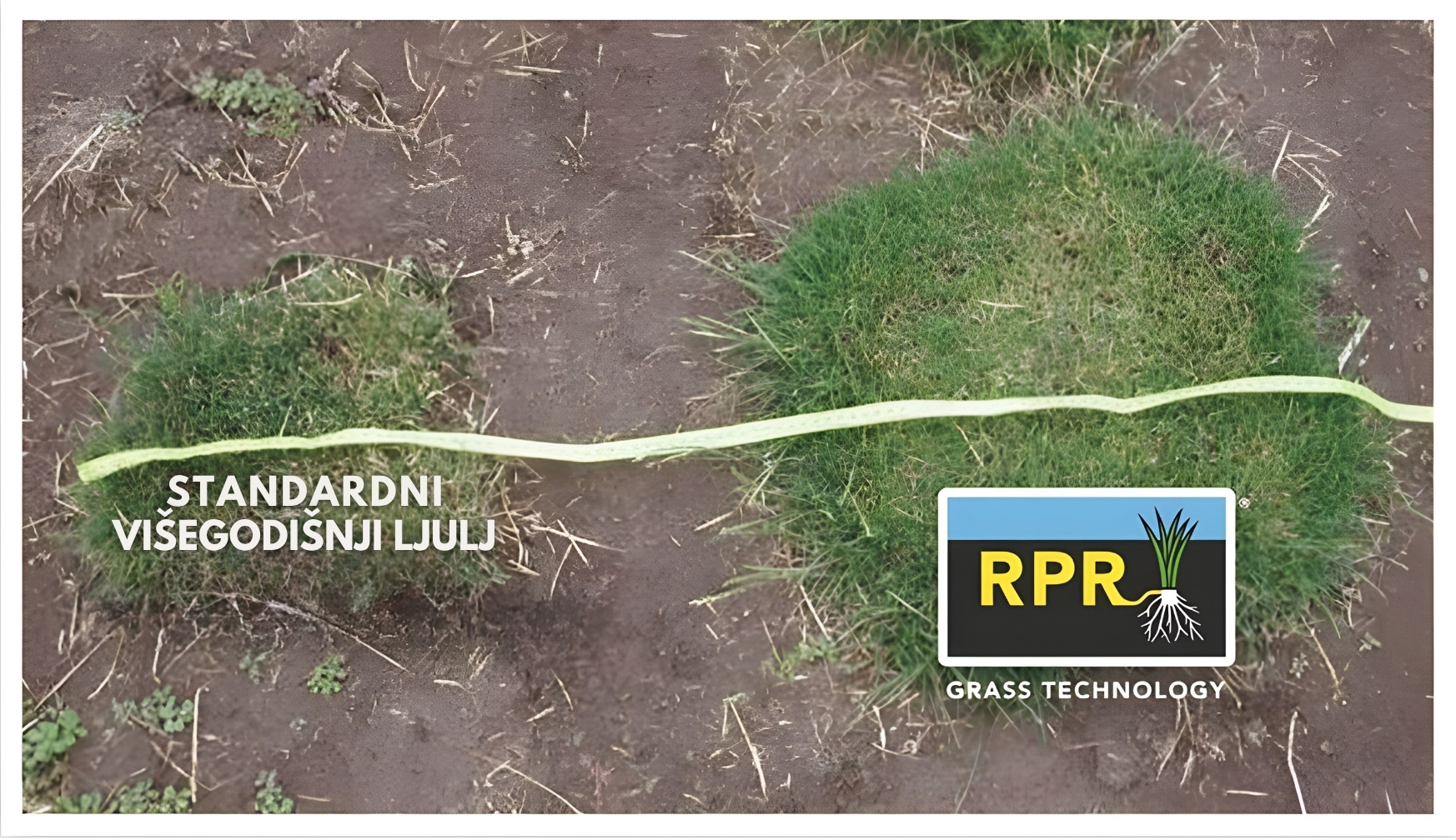 RPR® – determinate stoloni i regeneracija