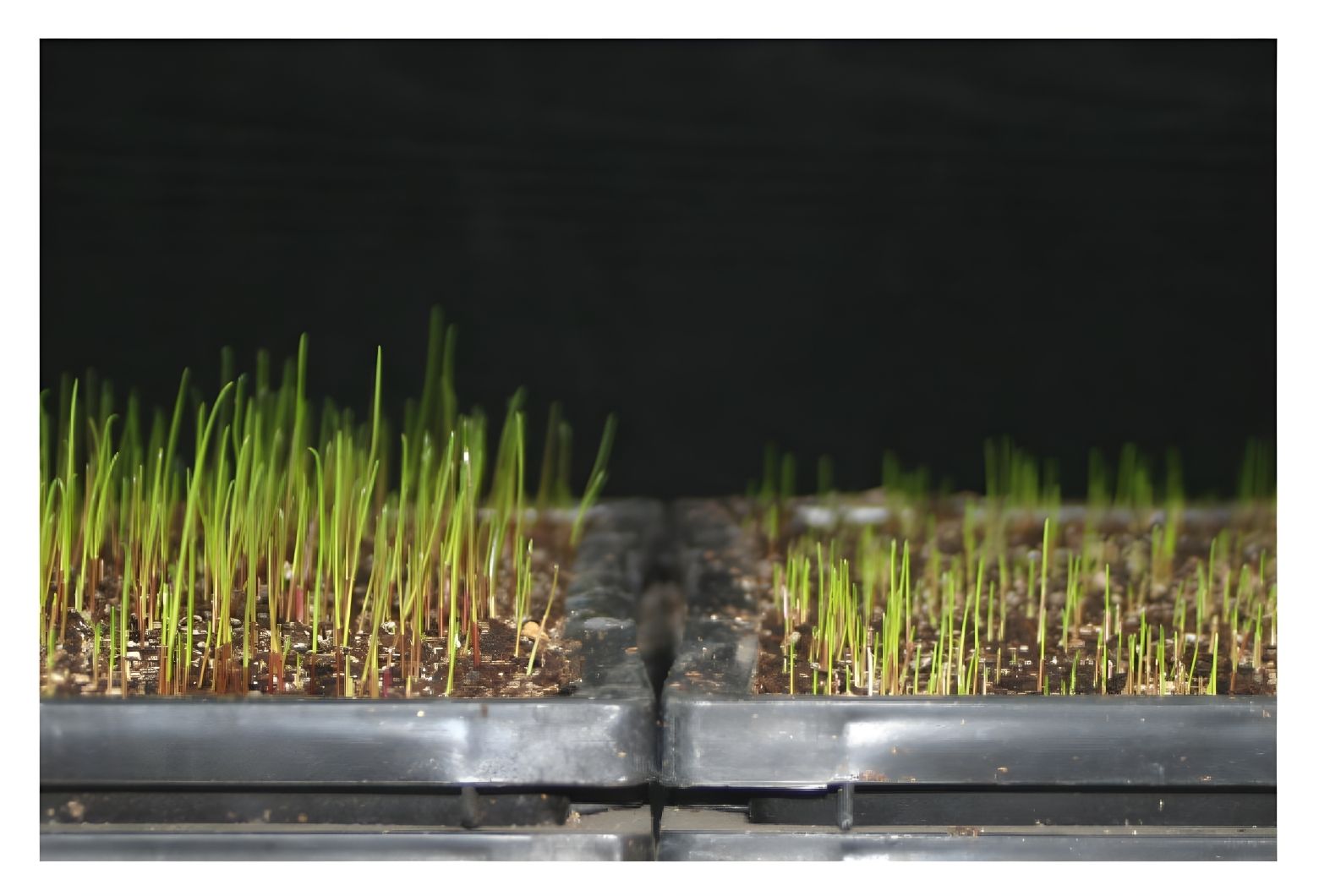 SOS vs standardna smeša – brzina nicanja