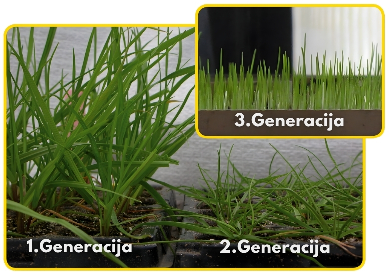 Treća generacija jednogodišnjeg ljulja