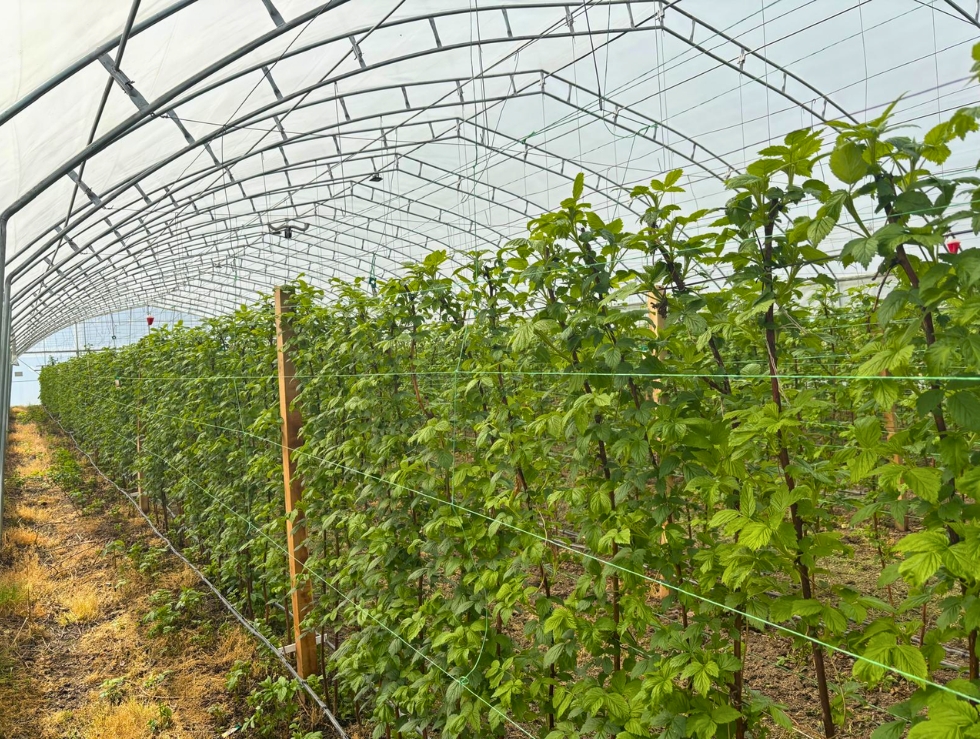 Malina u plasteniku sa sistemom navodnjavanja kap po kap