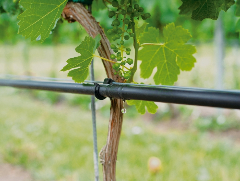 Kapljač na nadzemnoj kapajućoj liniji pored mladog grozda — sistem kap po kap u vinogradu