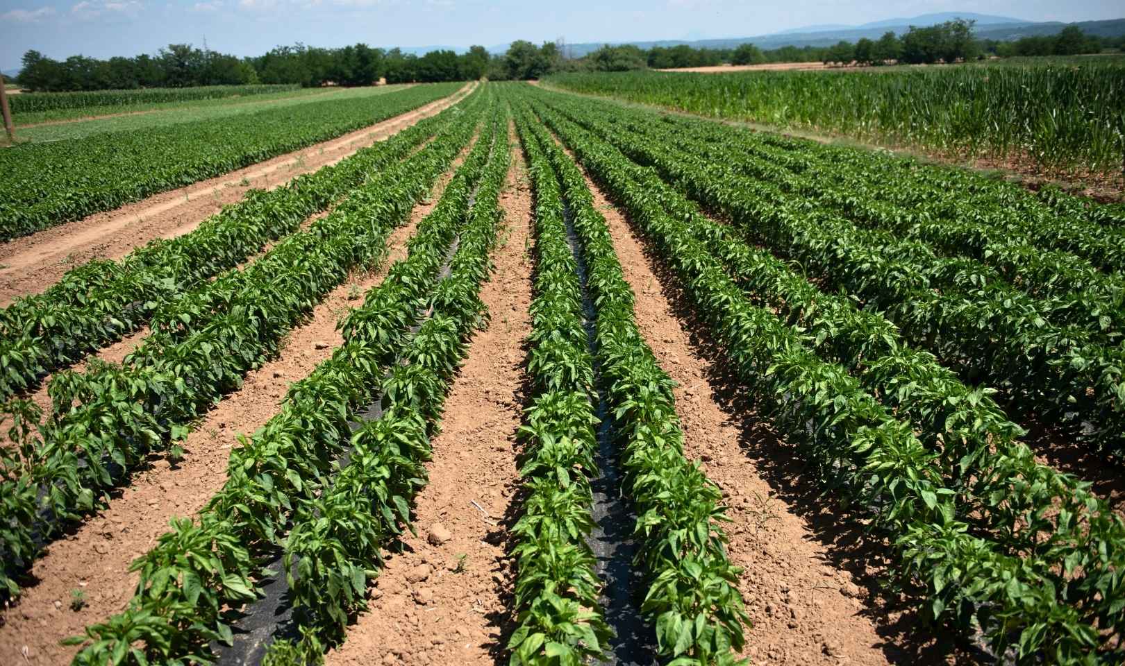 Malč folija primenjena na sadnicama paprike u polju