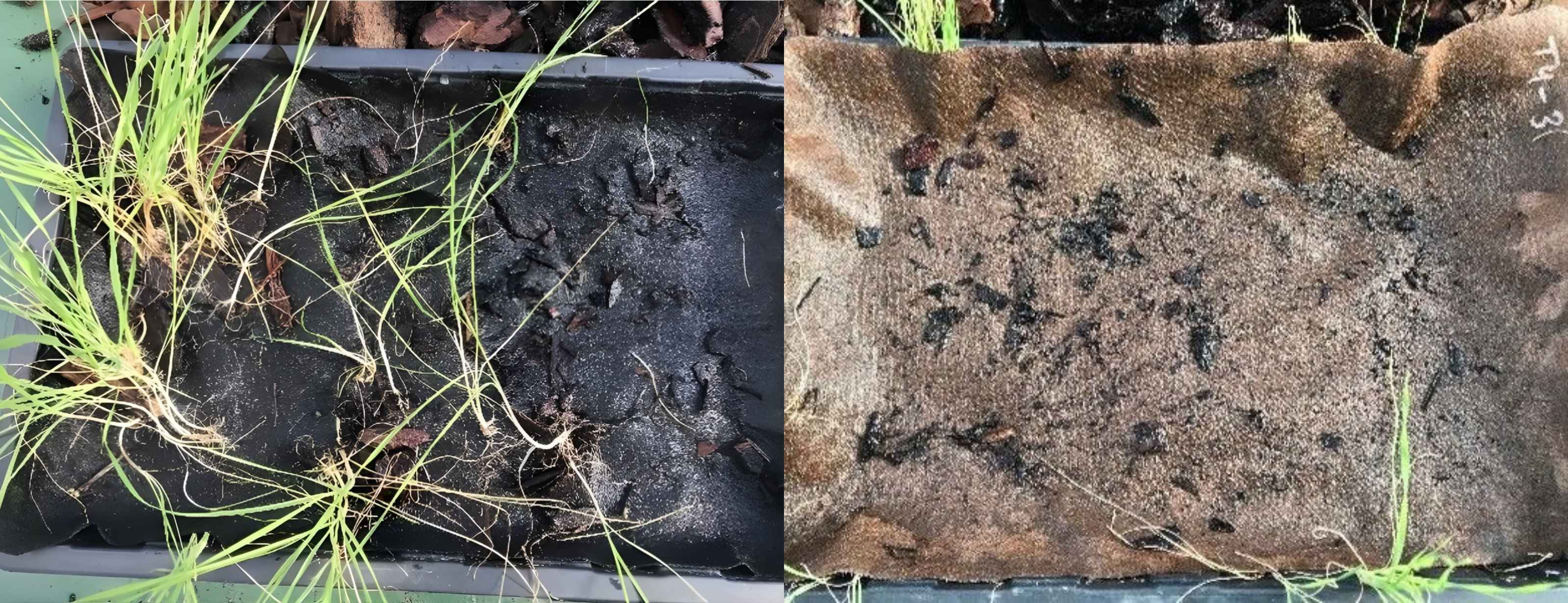 Levo igličasto netkani materijal sa brojnim probijenim korovima, desno DuPont Plantex Gold sa minimalnim probijanjem nakon 6 nedelja testa